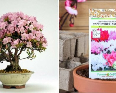 10 товаров, которые помогут разбить цветник на подоконнике